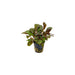 Dwarf Cardinal Plant (Lobelia Cardinalis)