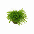 (Pearl Weed) Hemianthus Micranthemoides