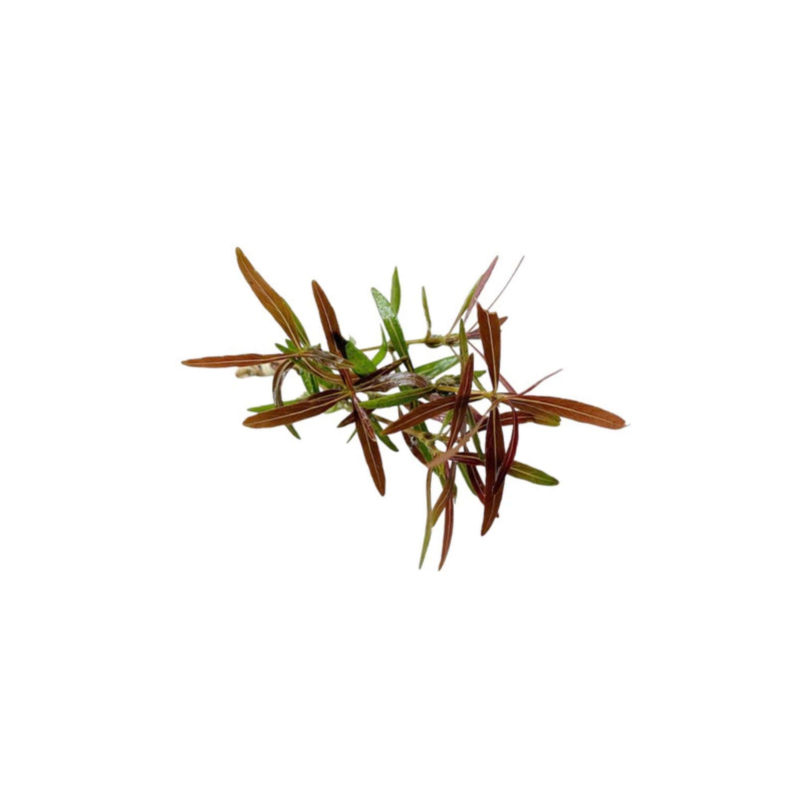 Hygro Araguaia (Hygrophila Araguaia)