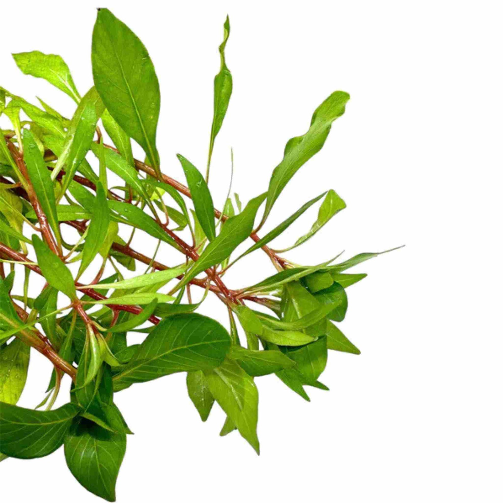 Ludwigia Inclinata (Cuba)