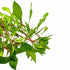 Ludwigia Inclinata (Cuba)