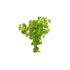Mint Charlie (Micromeria Brownei)
