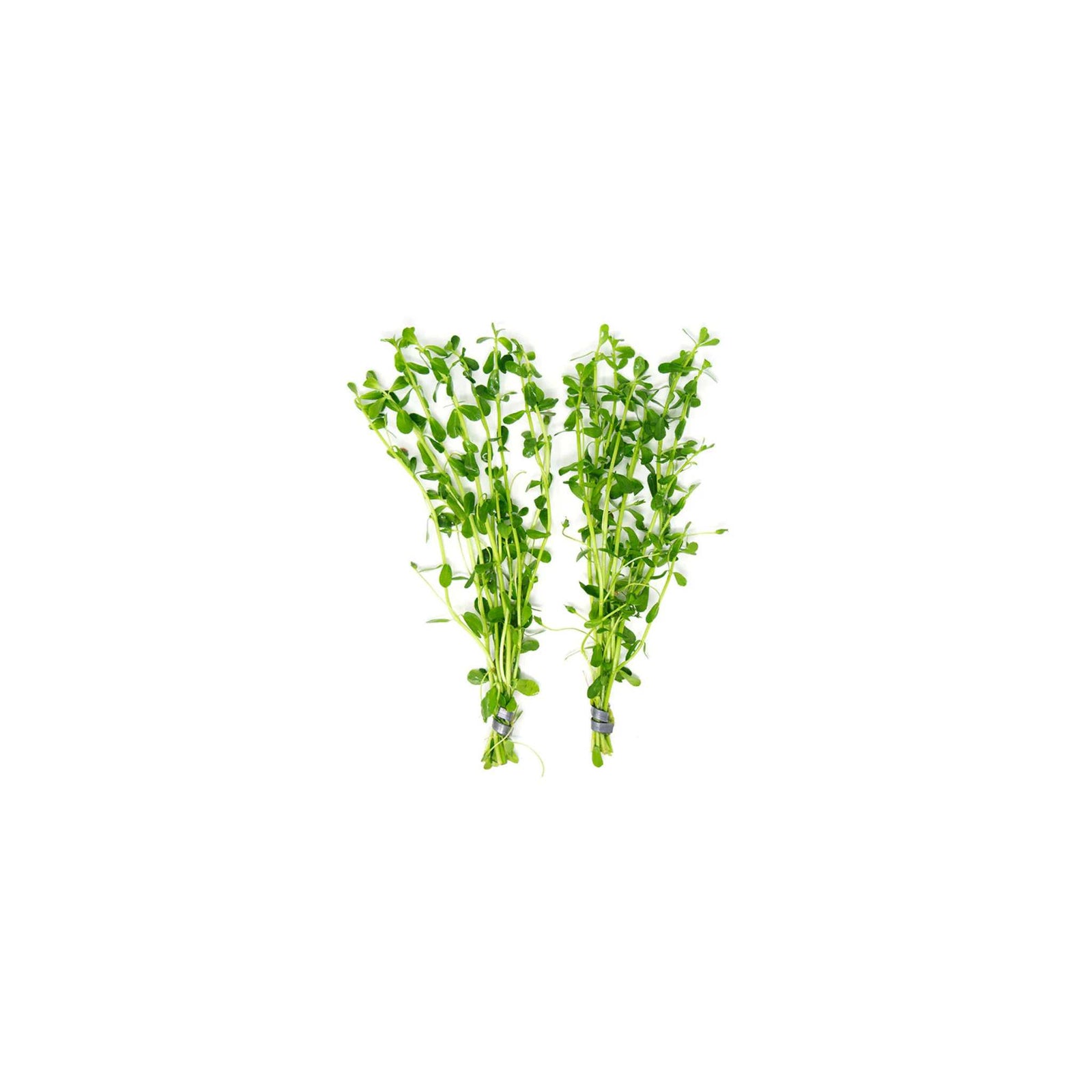 MoneyWort Bacopa (Monnieri)