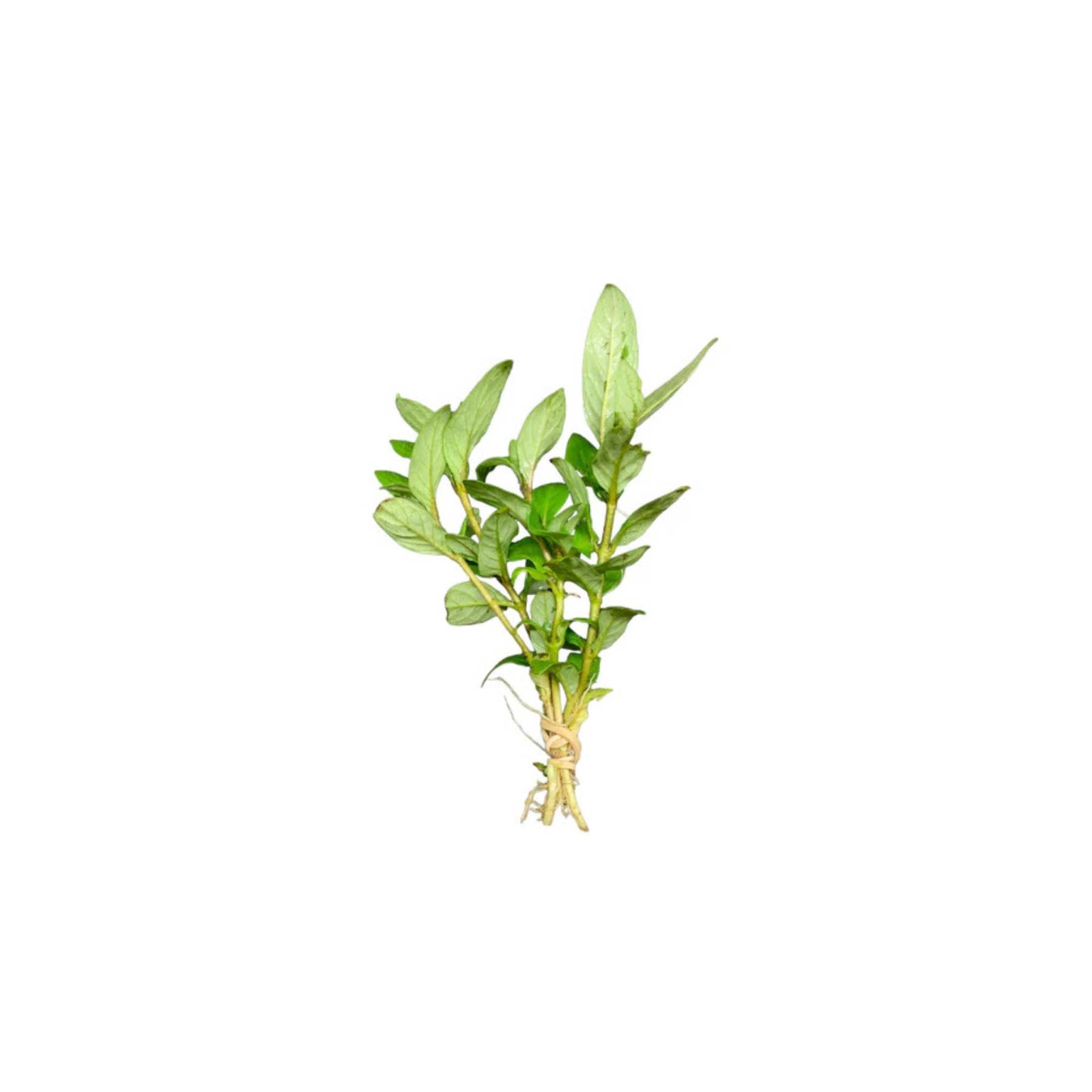 10X Staurogyne S Repens Clumps Live Aquatic Aquarium Plants