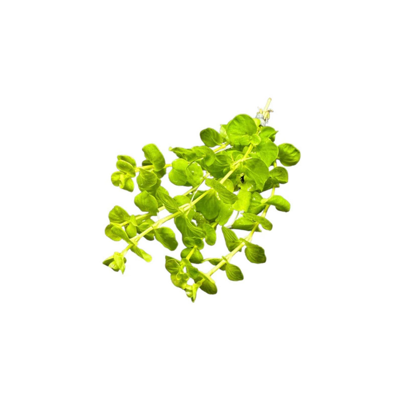 Lloydiella (Lysimachia Nummularia) Creeping Jenny 3 Stems