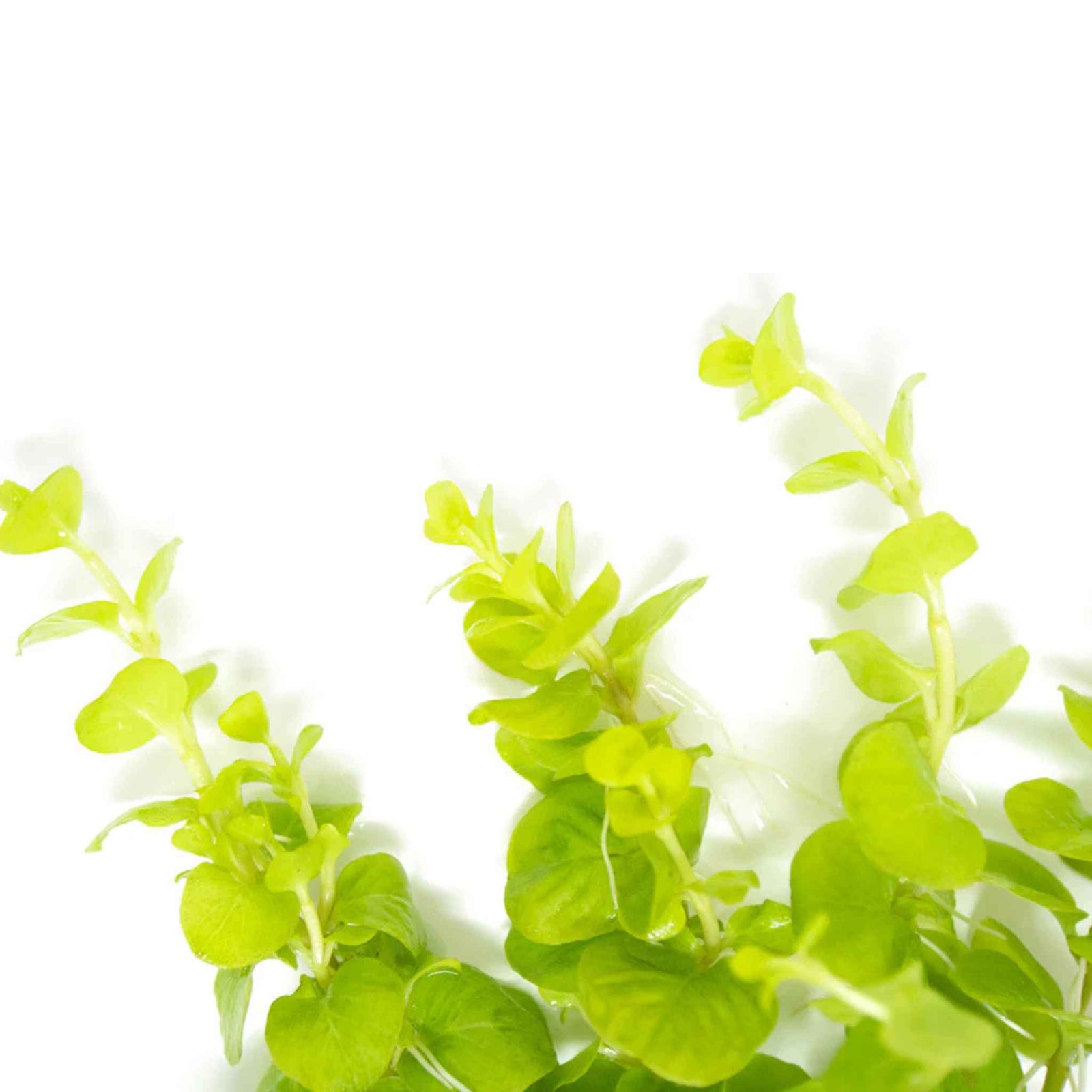 Lloydiella (Lysimachia Nummularia) Creeping Jenny 3 Stems