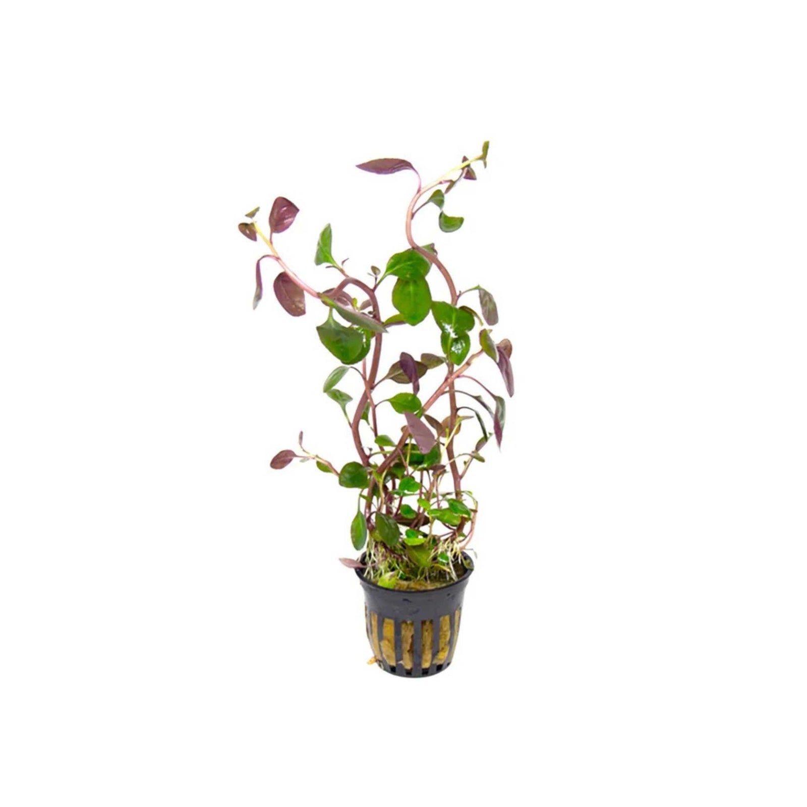 Dwarf Cardinal Plant (Lobelia Cardinalis)