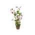Dwarf Cardinal Plant (Lobelia Cardinalis)