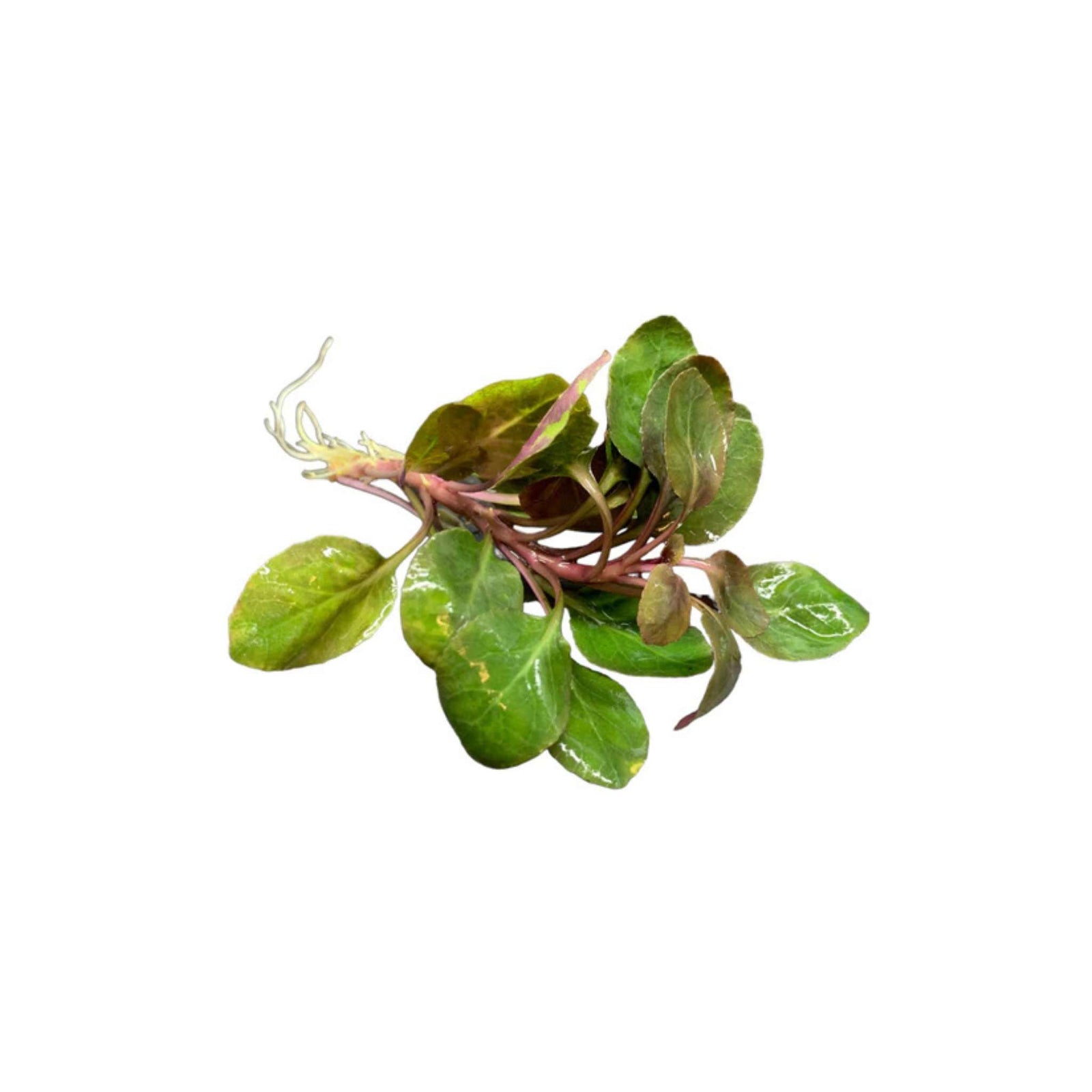 Dwarf Cardinal Plant (Lobelia Cardinalis)