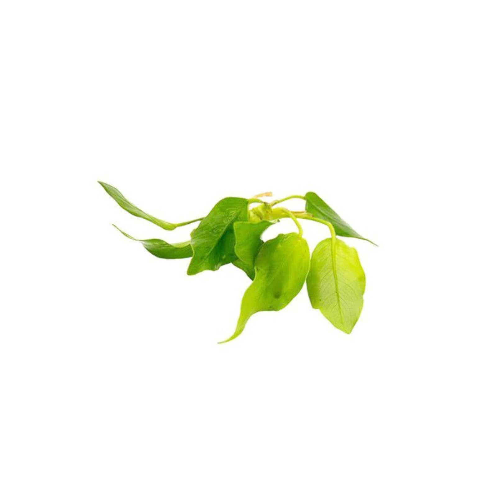 Anubias Barteri Nana (Golden)