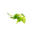 Low-light Anubias Barteri Nana Golden for Sale