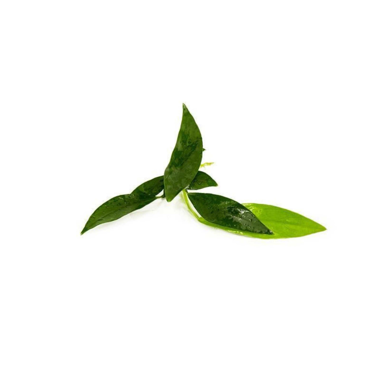 Anubias Congensis