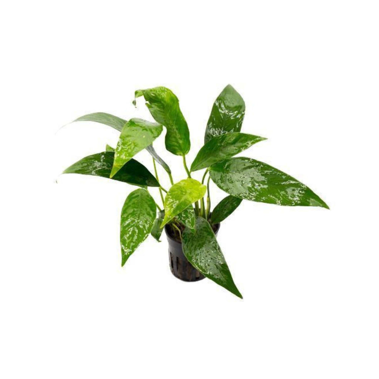 Anubias Heterophylla Lanceolata Bare Root