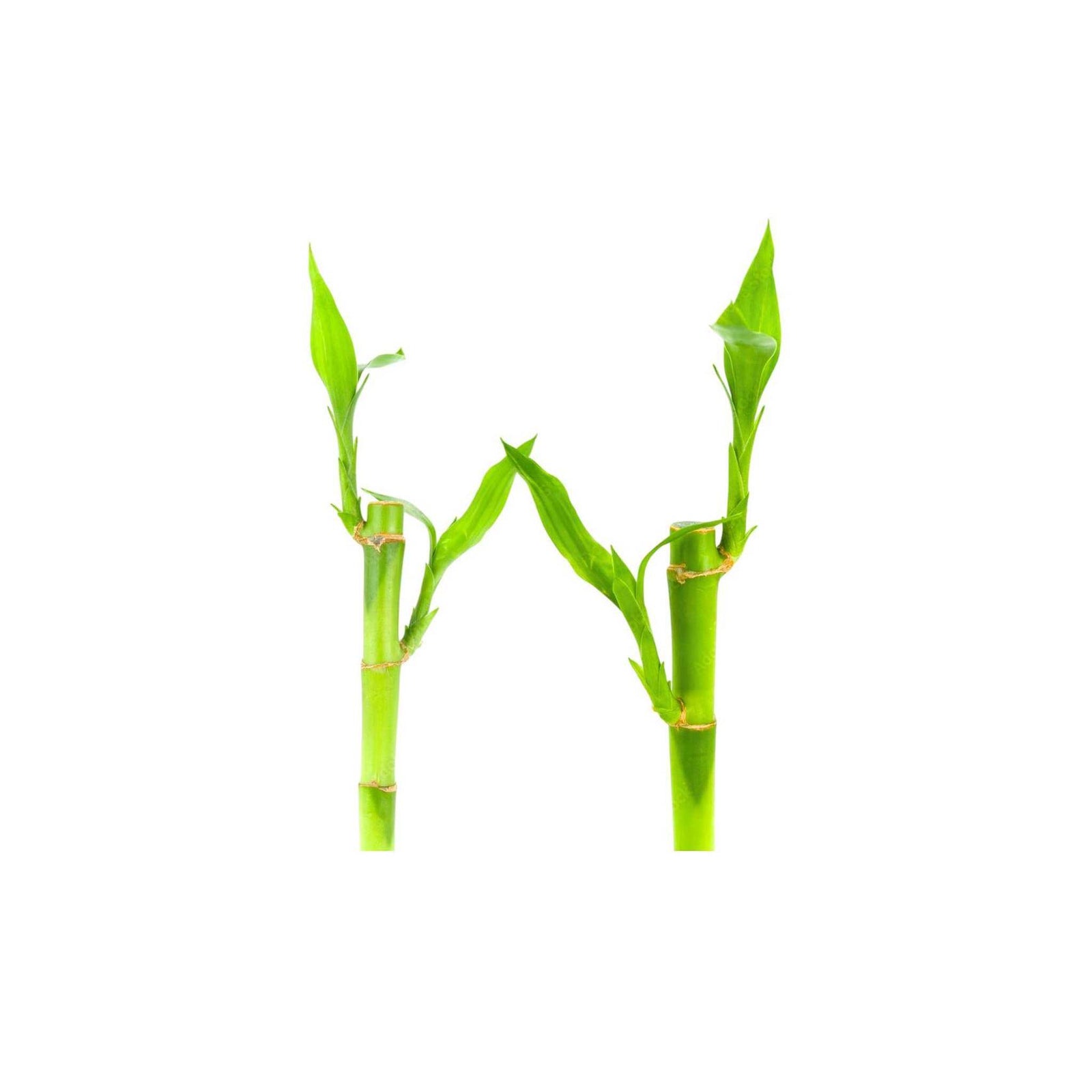 Lucky Bamboo Plant (Dracaena Sanderiana)