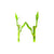 Lucky Bamboo Plant (Dracaena Sanderiana)