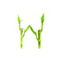 Lucky Bamboo Plant (Dracaena Sanderiana)