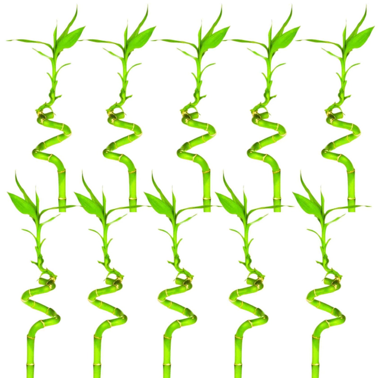 Lucky Bamboo Plant (Dracaena Sanderiana)