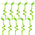 Lucky Bamboo Plant (Dracaena Sanderiana)