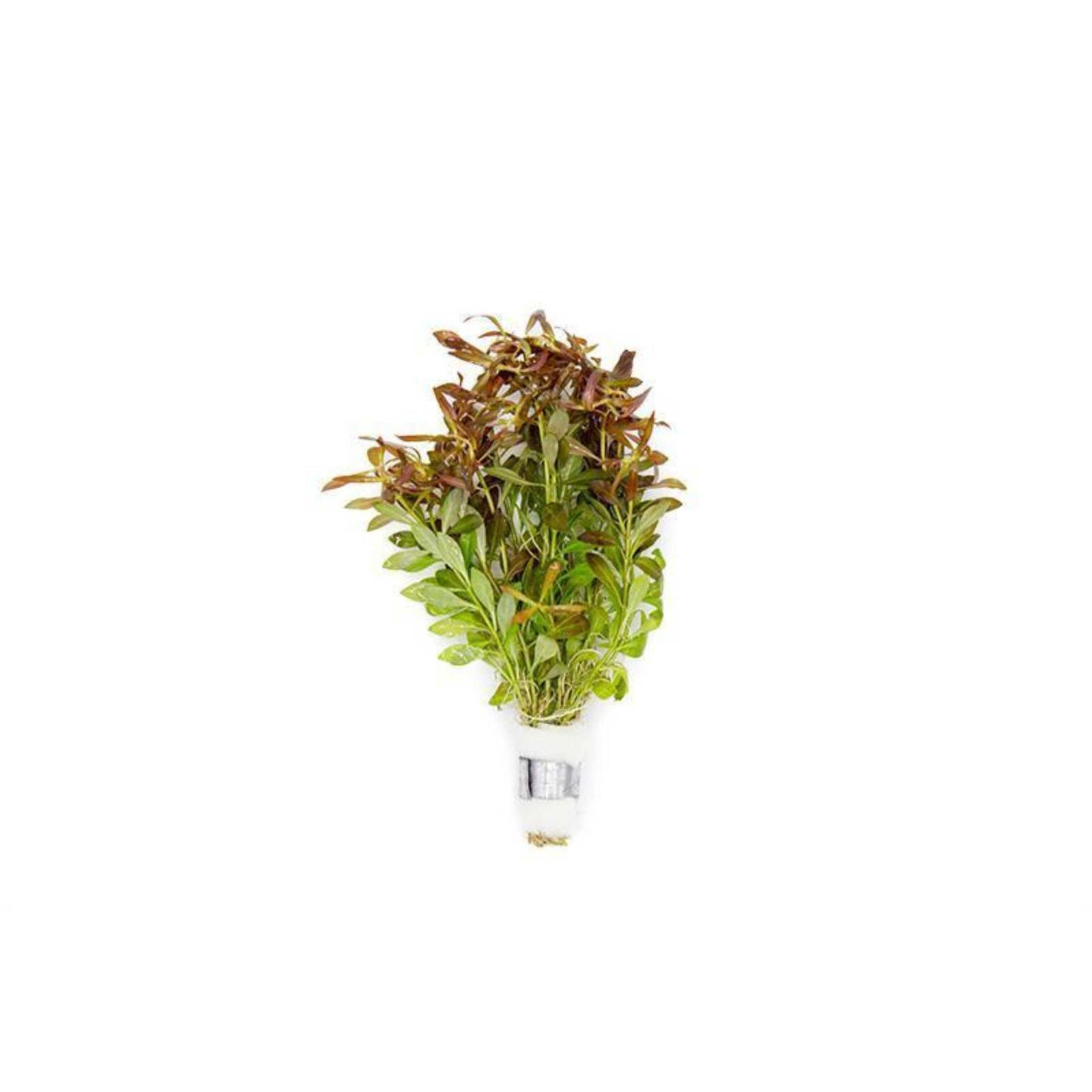 Needle Leaf Ludwigia Arcuata