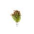 Needle Leaf Ludwigia Arcuata