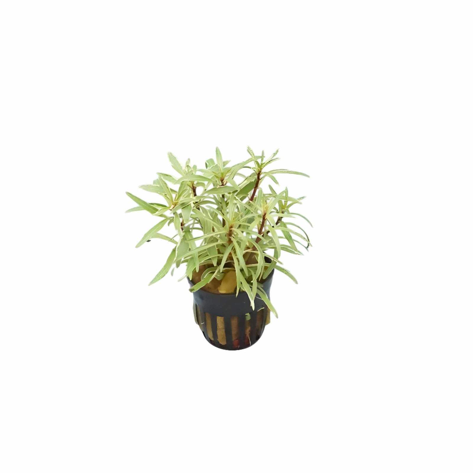 Ludwigia Inclinata 
