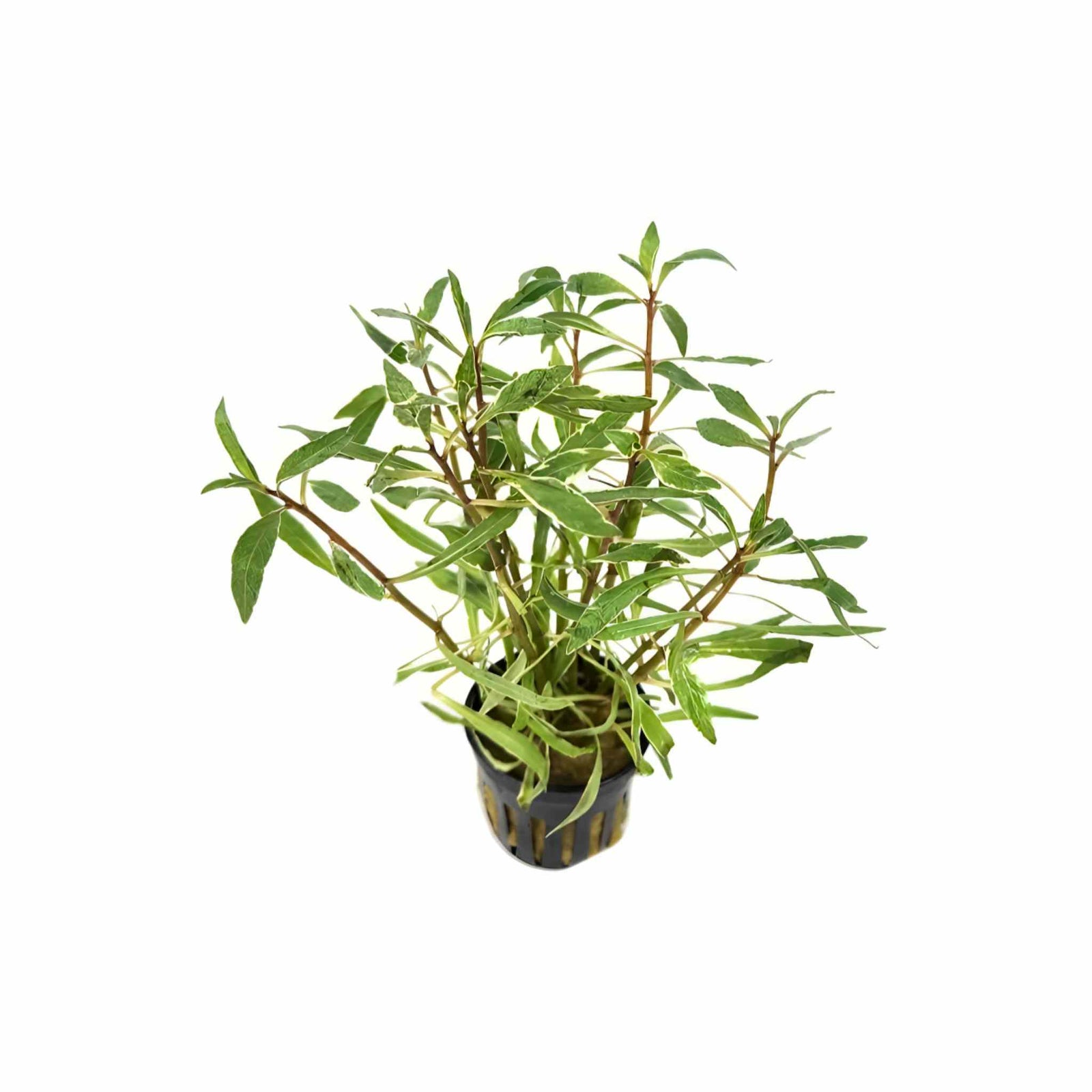 Ludwigia Inclinata 