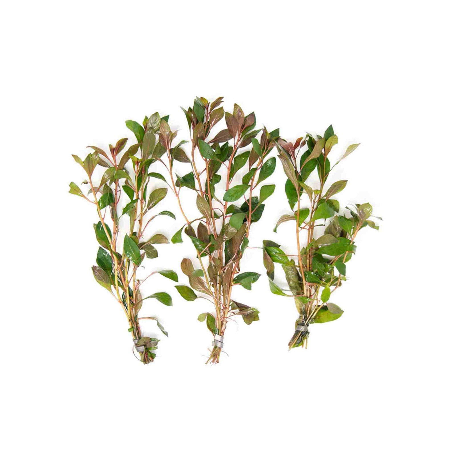 Ludwigia Repens (Dark Red)