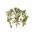 Ludwigia Repens (Dark Red)