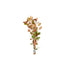 Ludwigia Repens (Super Red Mini)