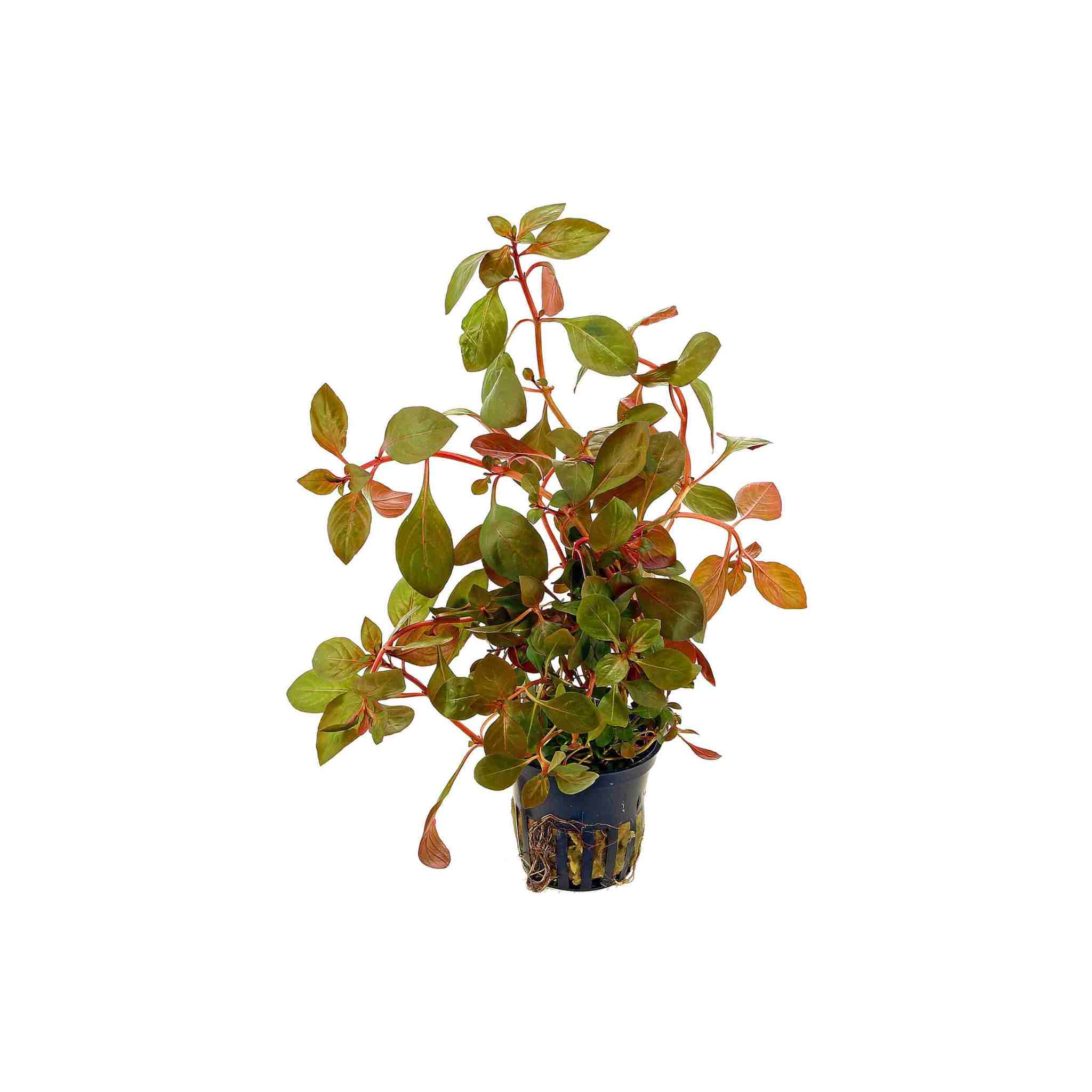 Ludwigia Repens (Rubin)