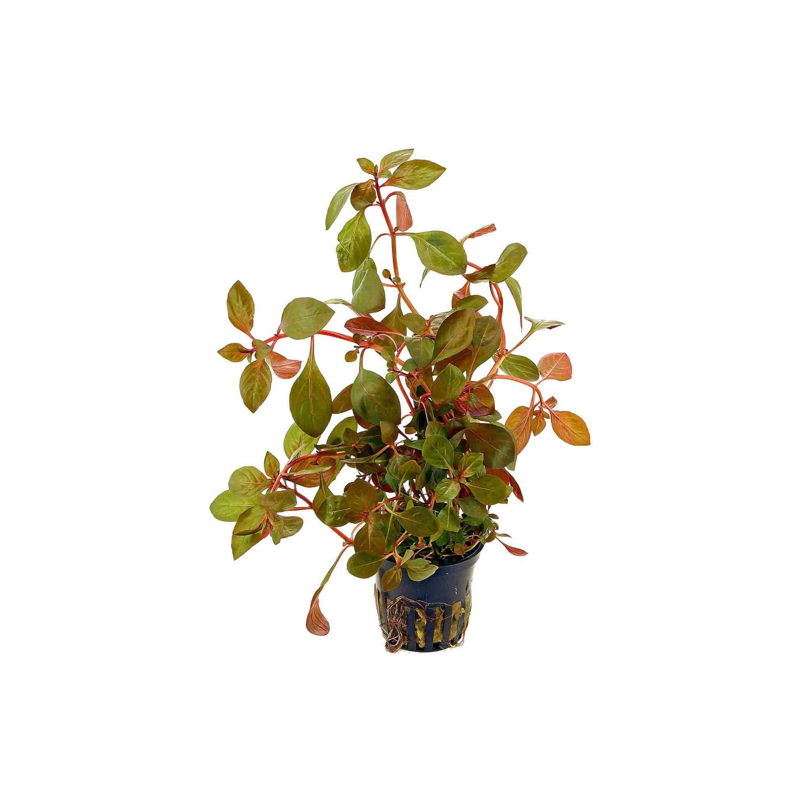 Ludwigia Repens (Rubin)