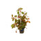 Ludwigia Repens (Rubin)