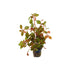 Ludwigia Repens (Rubin)