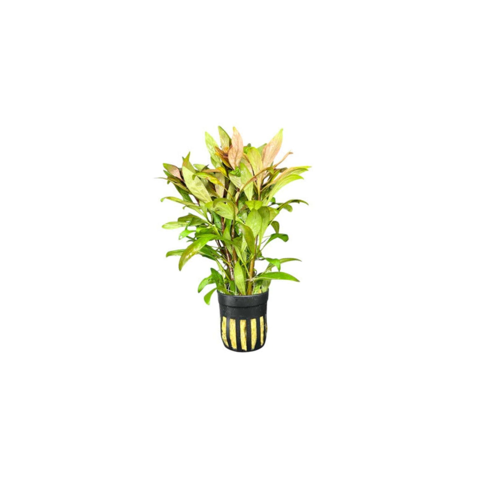 Ludwigia Inclinata (Cuba)