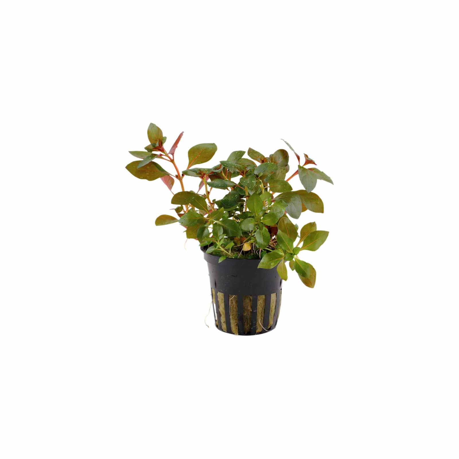 Ludwigia Repens (Rubin)