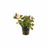 Ludwigia Repens (Rubin)