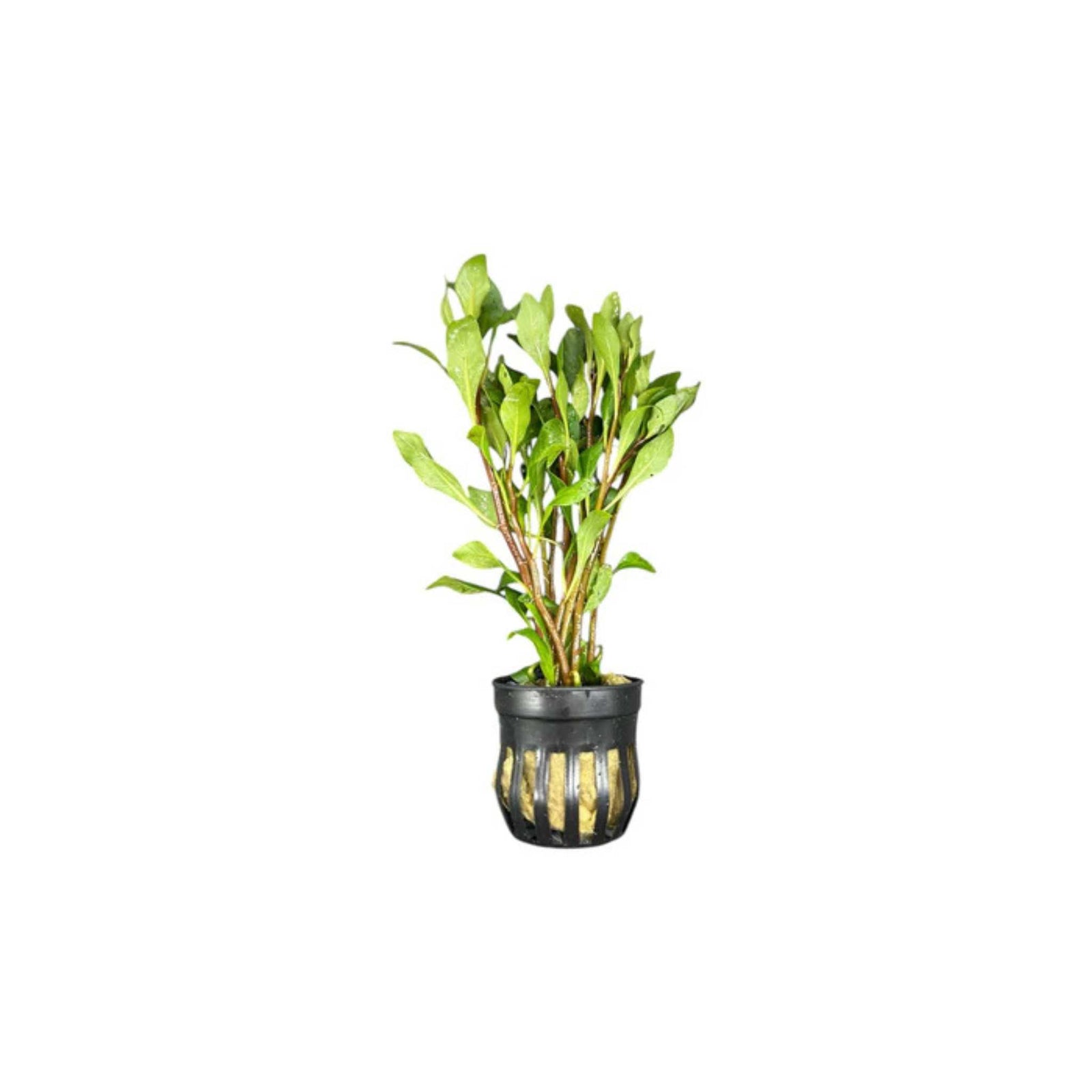 Ludwigia Inclinata (Cuba)