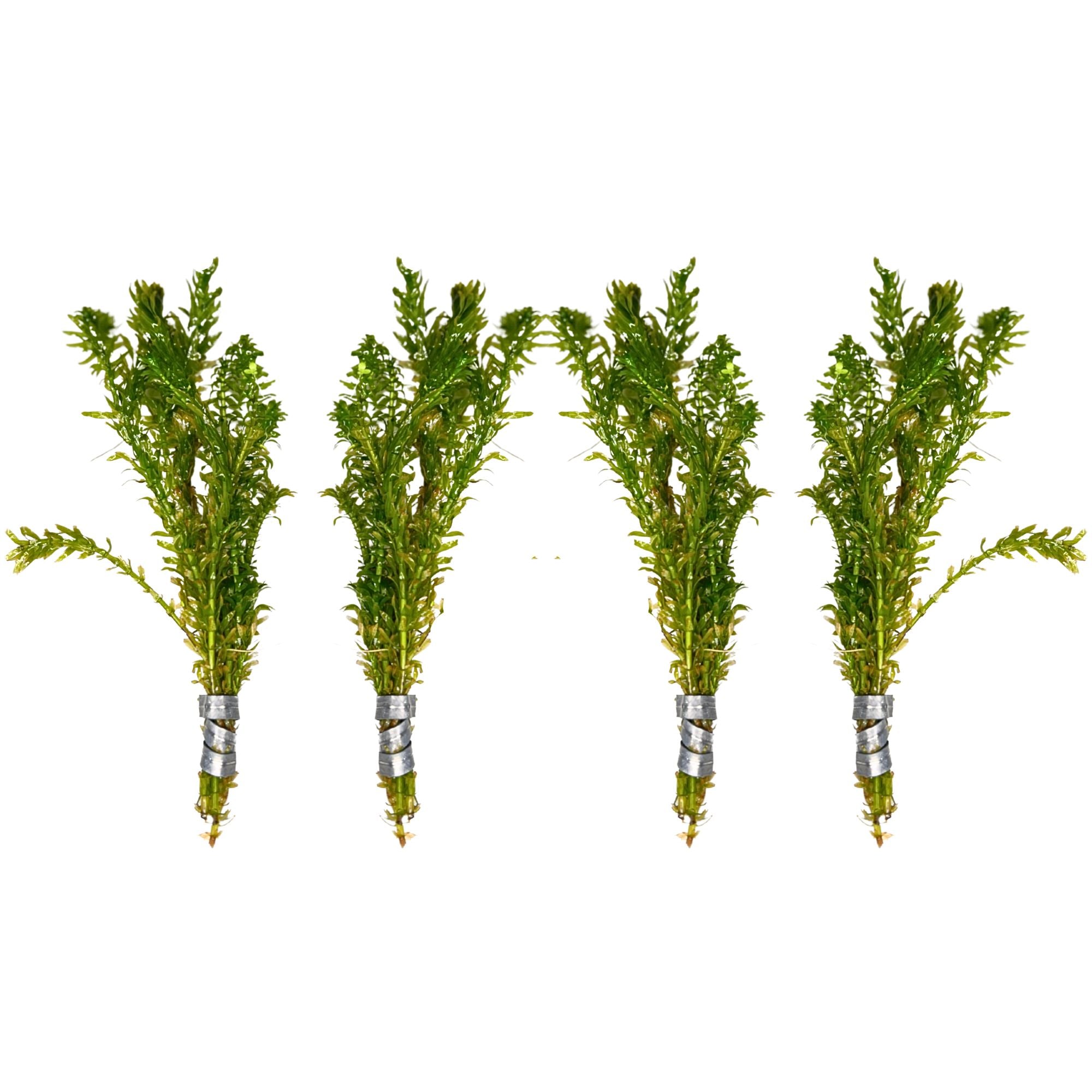 Lush Anacharis & Hornwort Bundle, Canton sale.