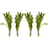 Lush Anacharis & Hornwort Bundle, Canton sale.