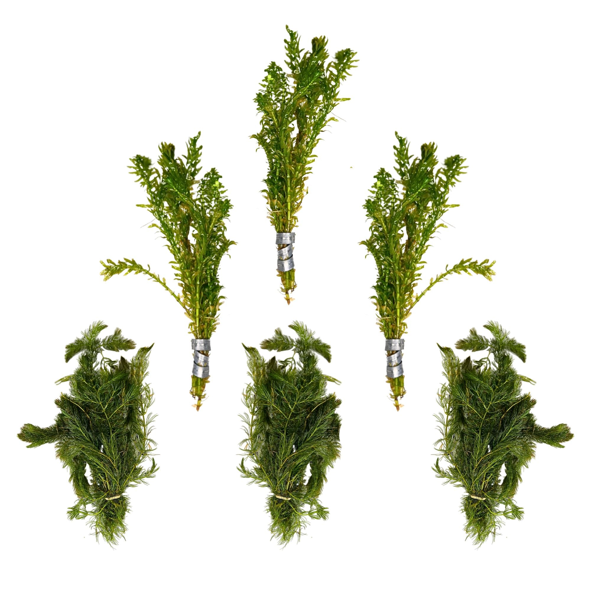 Lush Anacharis & Hornwort Bundle, USA aquatic plants.