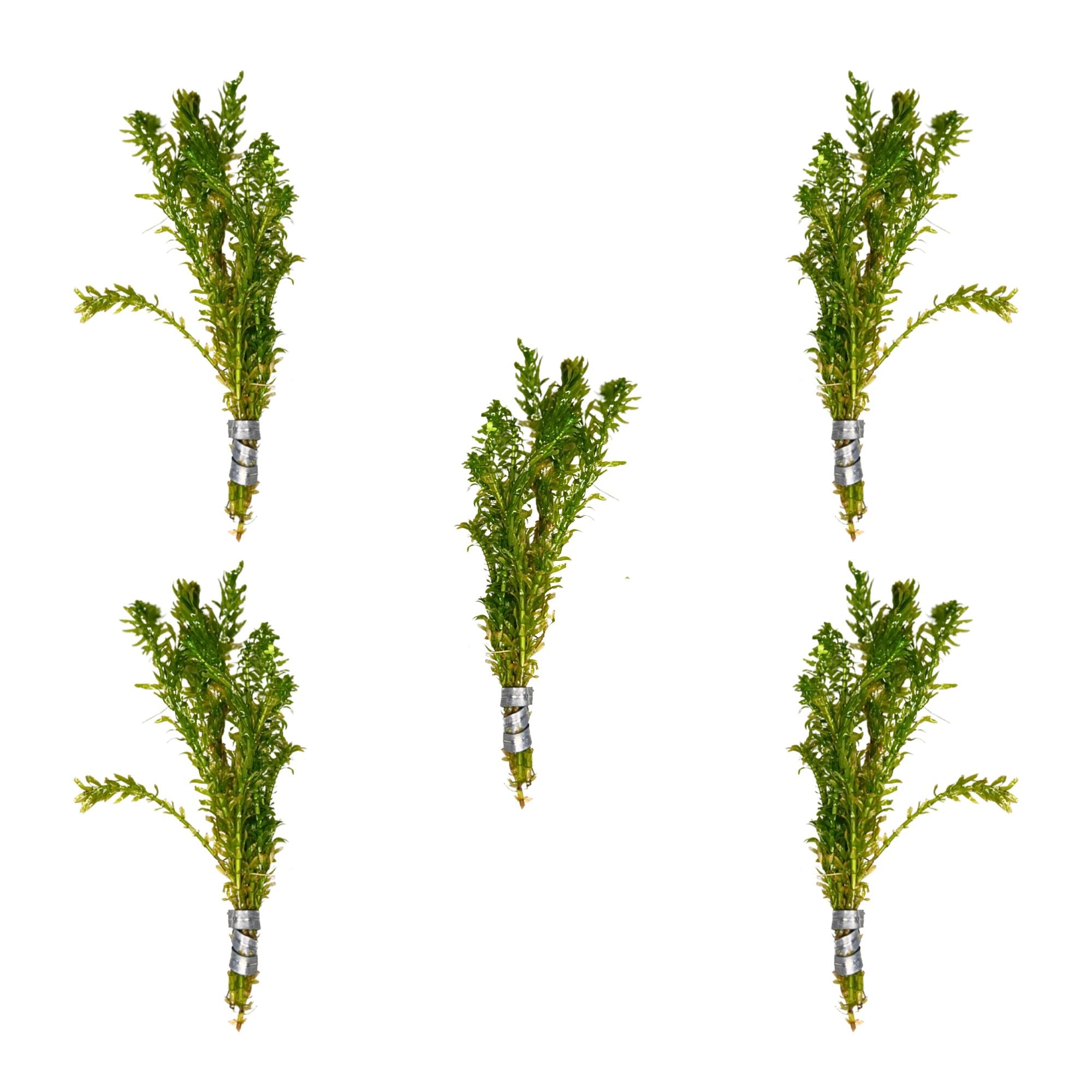 Lush Anacharis & Hornwort Waters Bundle, USA plants.