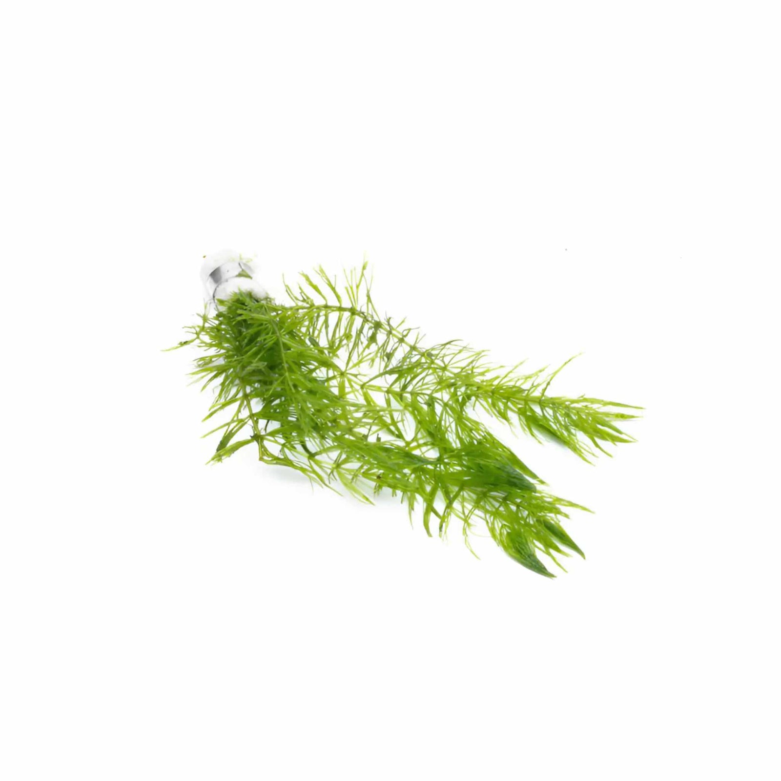 Lush Hornwort Aquatic Plant