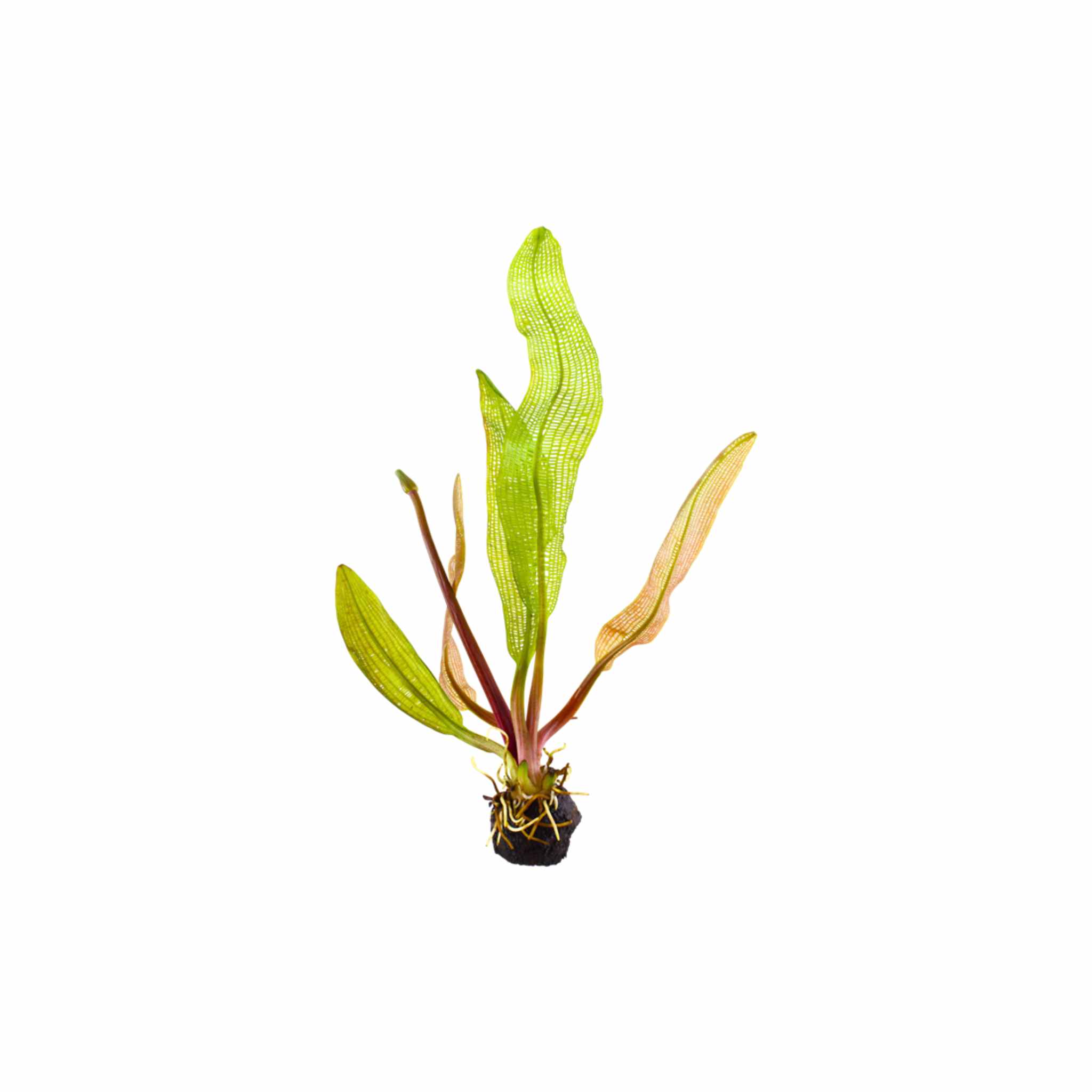 Madagascar Lace (Aponogeton madagascariensis)