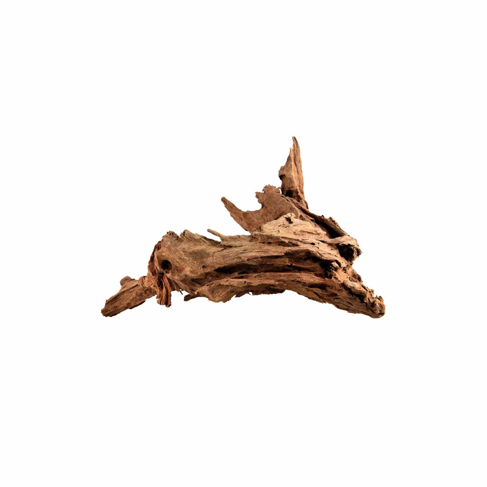 Malaysian DriftWood Aquascape for