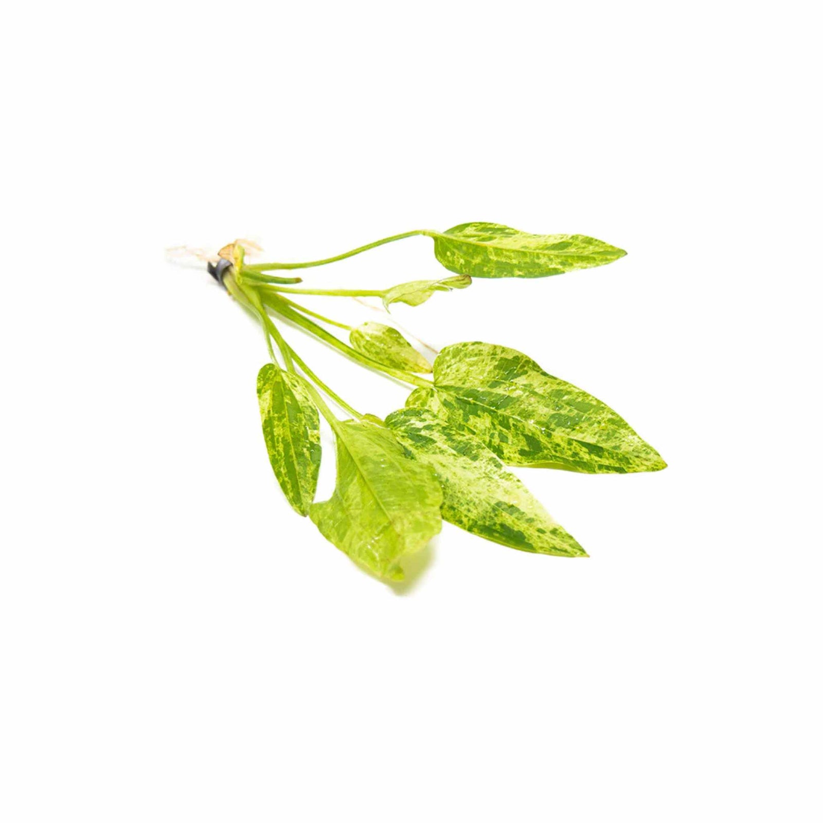 Marble Queen Sword (Echinodorus Cordifolius)