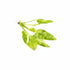 Marble Queen Sword (Echinodorus Cordifolius)
