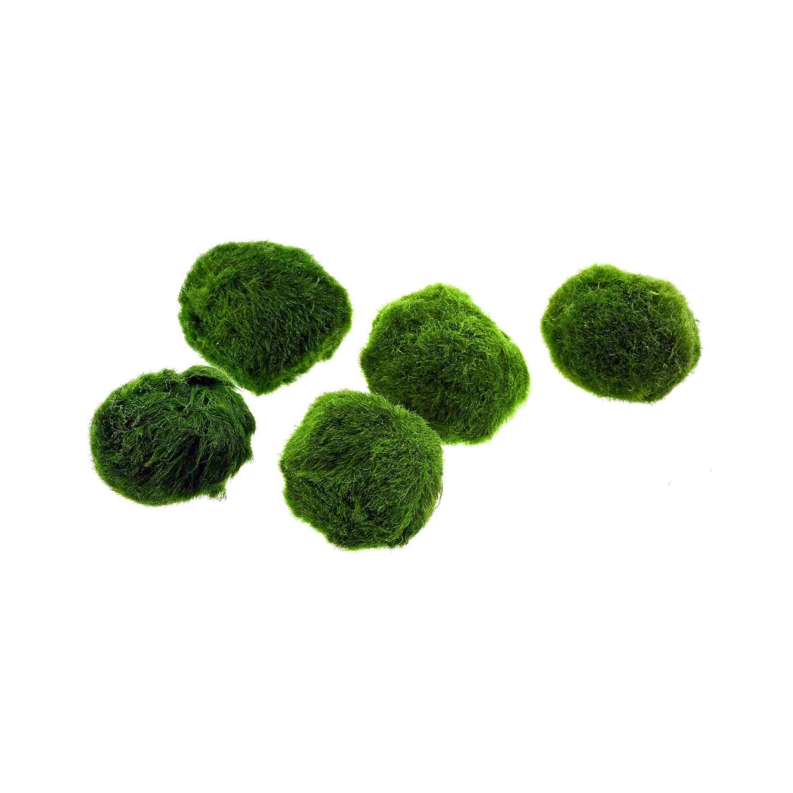 Marimo Moss Ball Aegagropila Linnaei
