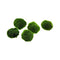Marimo Moss Ball Aegagropila Linnaei