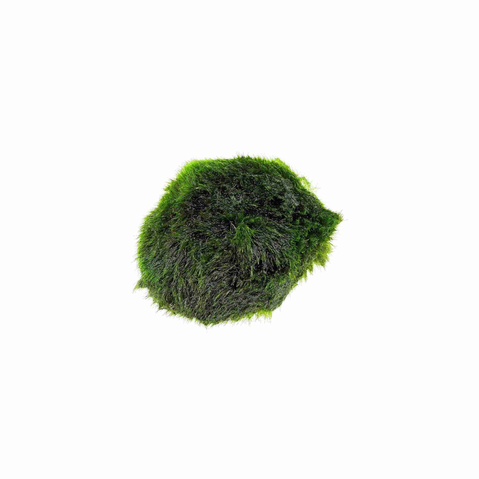 Marimo Moss Ball Aegagropila Linnaei