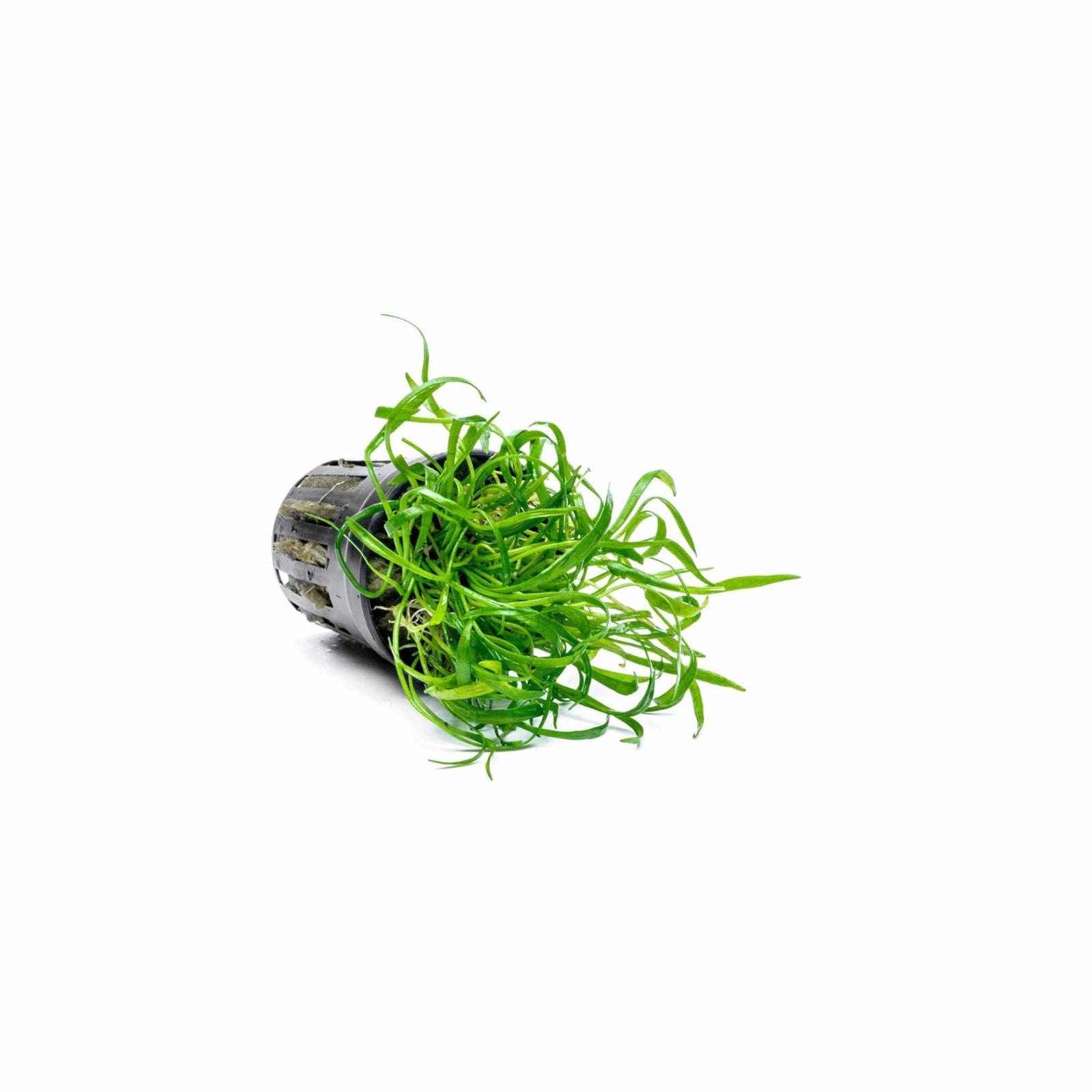 Micro Sword NarrowLeaf (Lilaeopsis Zelandiae)